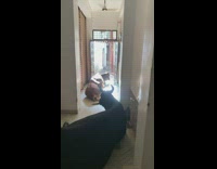 Three cows rest lie down inside filmers house