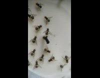 Wasps take shelter on scented candle rain