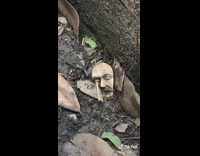 Collab VIBES - Leaf on ground looks like human face 