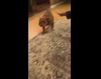 Collab BitchIG2 - Brown dog riding in toy white hummer car falls backwards