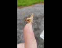 Small moth shake wings sit on finger