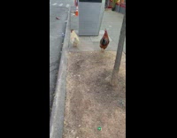 Two chickens trying to figure out if they want to cross the road