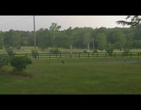 Young Deer freaks out on the thunderstorm!