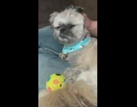 Grey white dog blue bandana head massage 