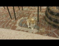 Orange white rabbit wander around the house
