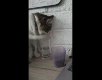 Collab DailyDoseOfInternet - Cat dip paw in glass drink water