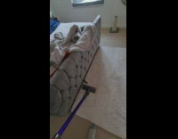 Cat under bed slap vacuum cleaner rug