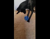 Dog plays with ball with ball inside