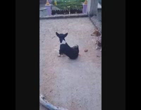 Black dog rubs butt against dirt ground 