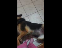 Dog traps owner in corner for massage