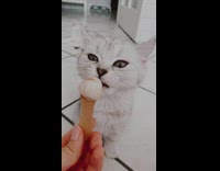 Light grey kitten licks from popsicle 