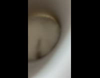 White cat reaches inside cardboard tube 