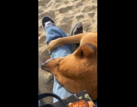 Collab Clips MPUGC - Dog rests head on hoomans legs 