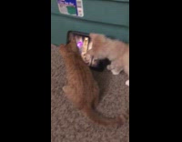 two kittens watch video on phone