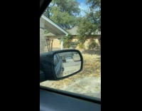 Bird red hair sit on side mirror