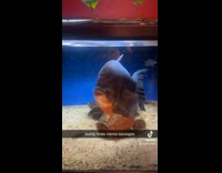 Collab Clips mpugc - Fish in aquarium tank eats vienna sausage