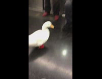 White duck with red shoes on subway 