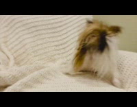 Brown puppy rolls around on white blanket