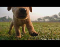 Brown labrador puppy dog walks around grass