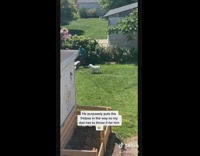 Man cutting grass frisbee dog funny