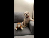 Collab Clips MPUGC - Dog gets comfortable for singing happy birthday