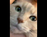 Grey cat green eyes winks close up