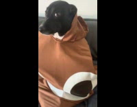 Dog on sofa wear poo emoji costume