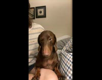 Collab ClipsIG - Shy Dachshund Blinks as it Stares at Camera