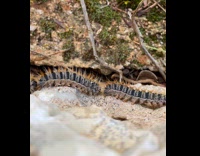 Submitter sees furry caterpillars crawling