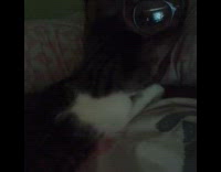 Cat laying on girl kneads her neck 