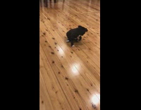 Black and White Dog Chases Tail on Hard Wood Floor