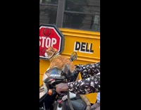 Cat wears gold chain riding in motorcycle 