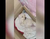 Brown puppy lays cardboard box white towel 