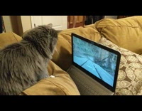 Cat on couch watches bird video on laptop 