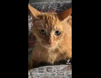 ClipsIG - Asleep Surprised Cat Gets Up on its Feet