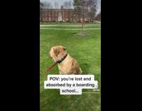 Collab PubityPets - Dog wandered around the boarding school and meet people