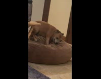 Girl laughs at dog trying to get comfortable 