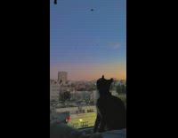 Cat Looks at Flock of Bird Fly Above