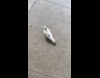 White pigeon with heart mark walking around