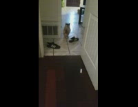 Small dog take cheese curls then goes