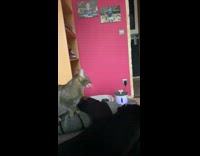 Cat bites knee girl laying down 