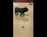 Dog gets excited at bone on floor Part 1