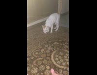 Collab PLC - Man plays fetch with cat 