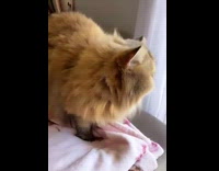 Cat kneading blanket meows when pet girl 