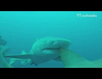 Two sharks swim by guy underwater fish 