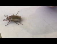 Girl uses finger to pet june bug 