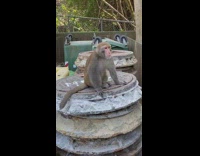 Brown monkey sits on stack of metal 