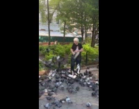 Old man black shirt feed pigeons park