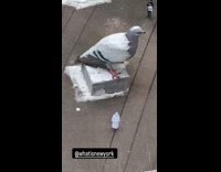 Person dressed as pigeon walks around statue