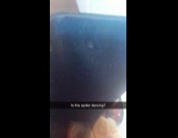 Thin spider bounces inside the trash bin